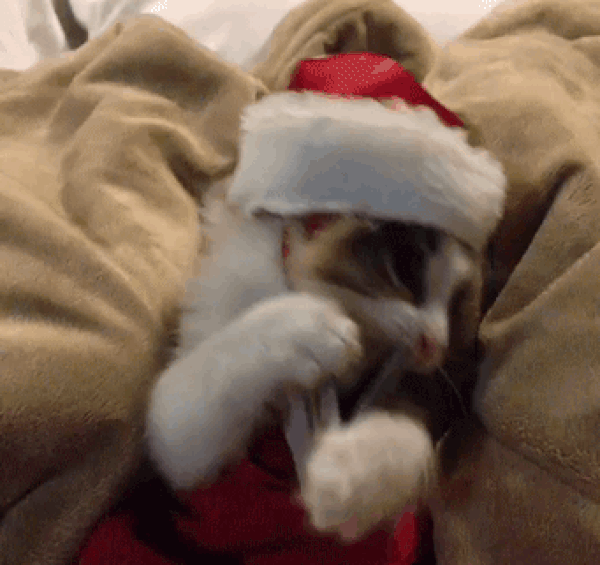 Christmas Cat PR Daily