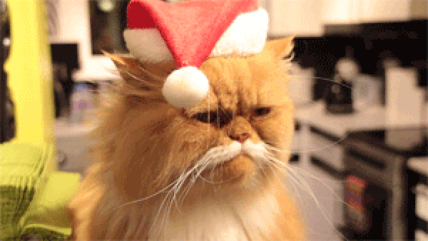 GIF of cat in Chirstmas Hat