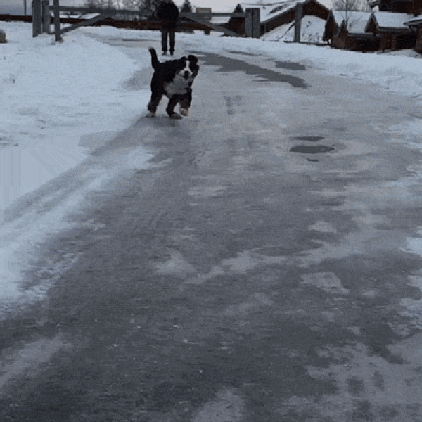 Gif of dog sliding on ice