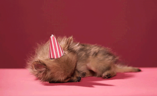 Puppy in a  New Year's Hat