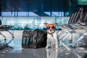 U.S. announces limits on in-flight service animals, Netflix stands behind Elliott Page, and Oreo partners with Lady Gaga