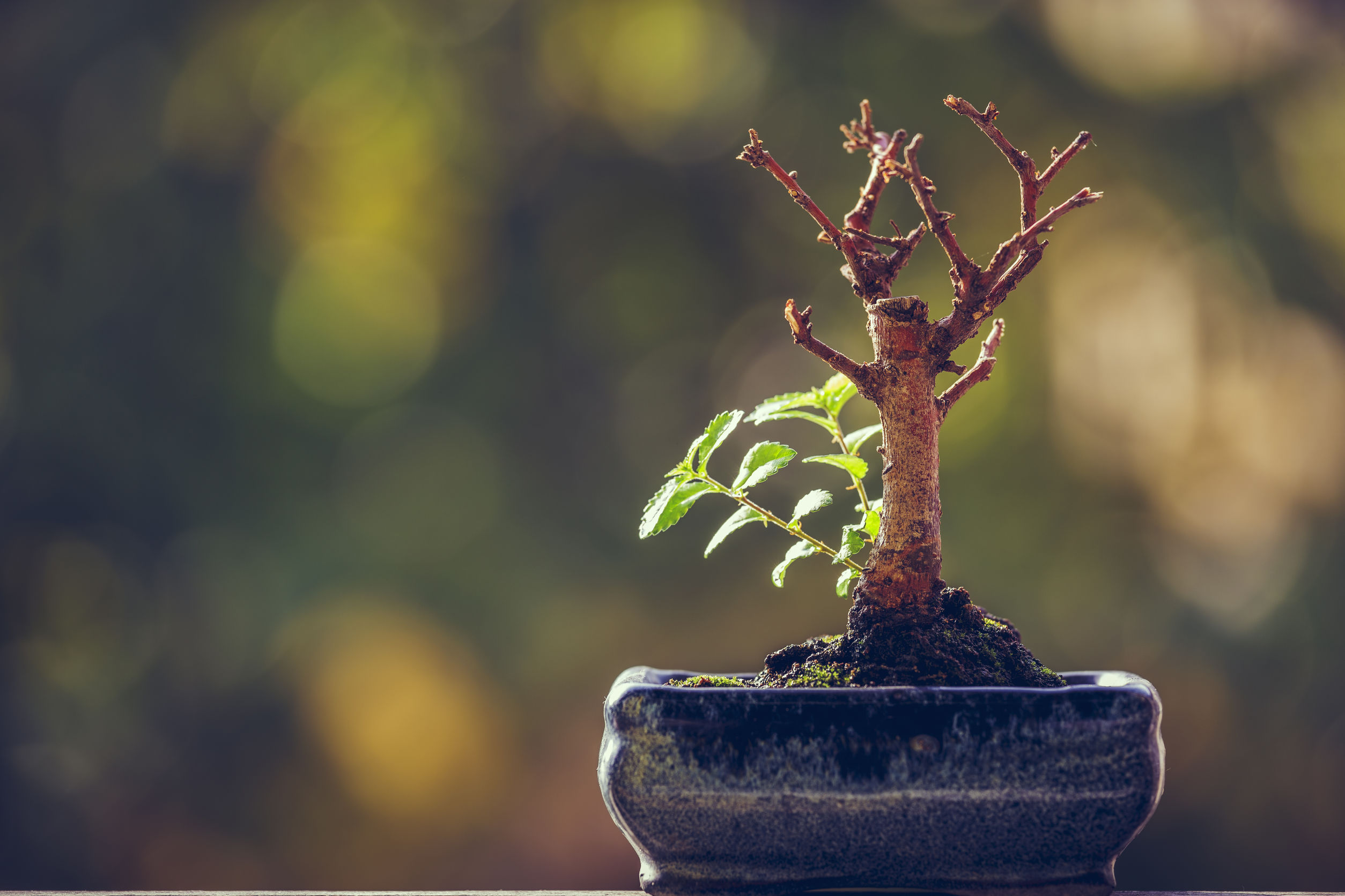 resilience-bonsai-tree-new-growth