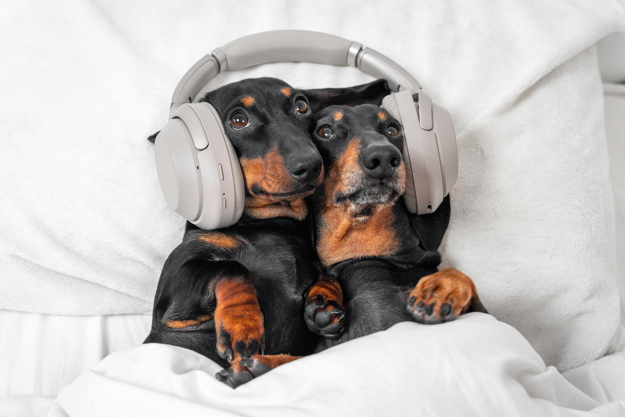 dogs listening to headphones
