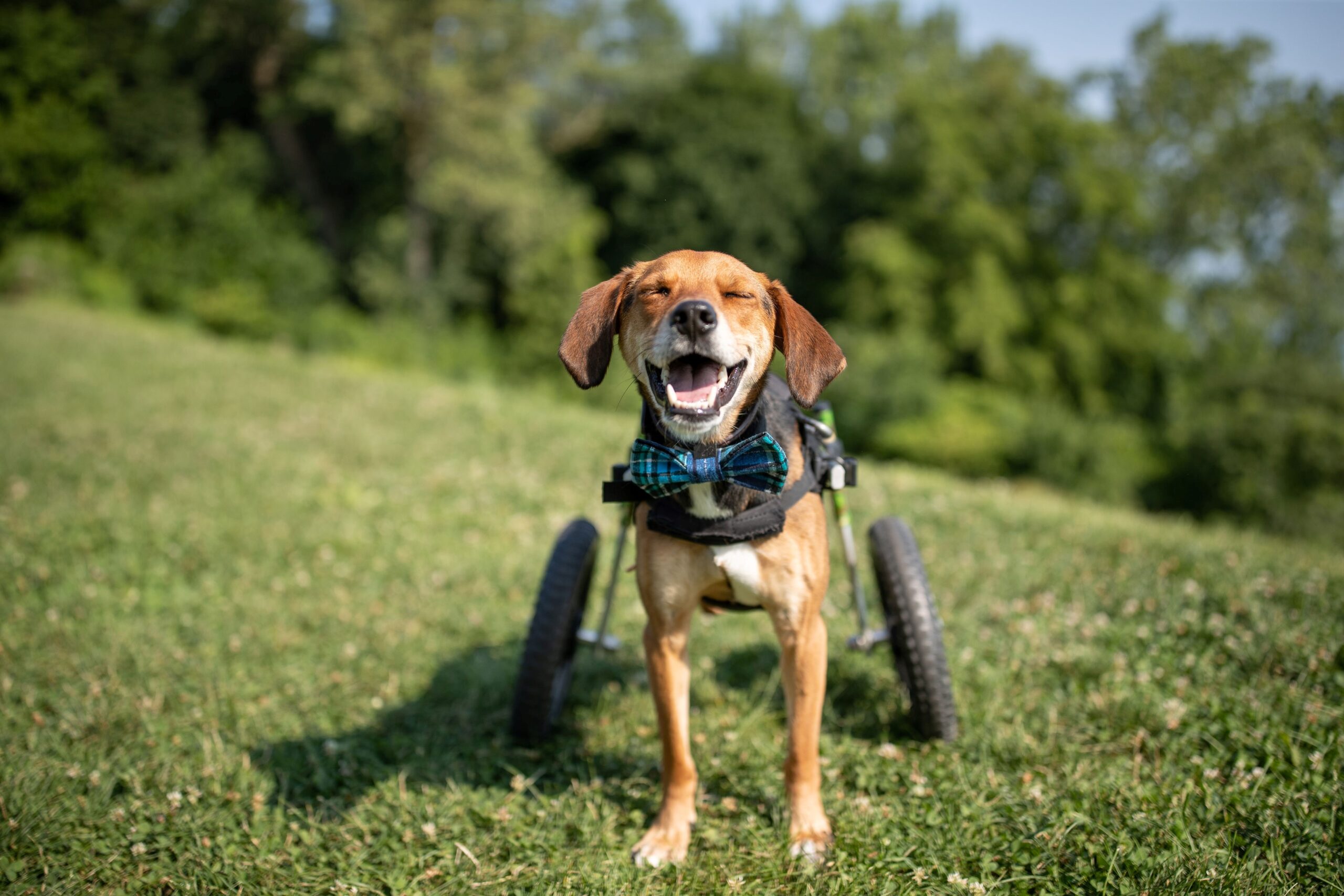 A dog from American Humane's award-winning campaign