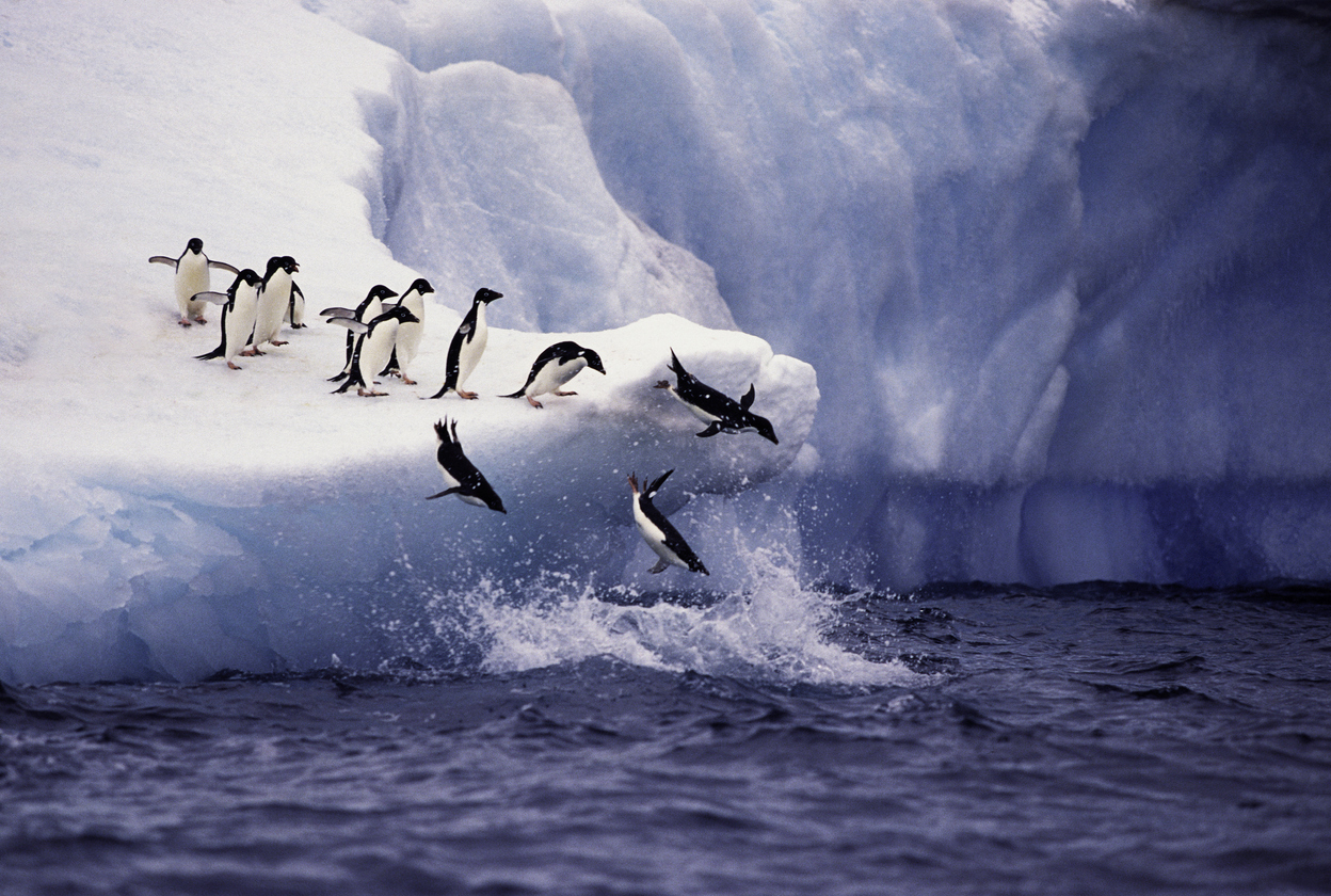 Penguins in Antarctica