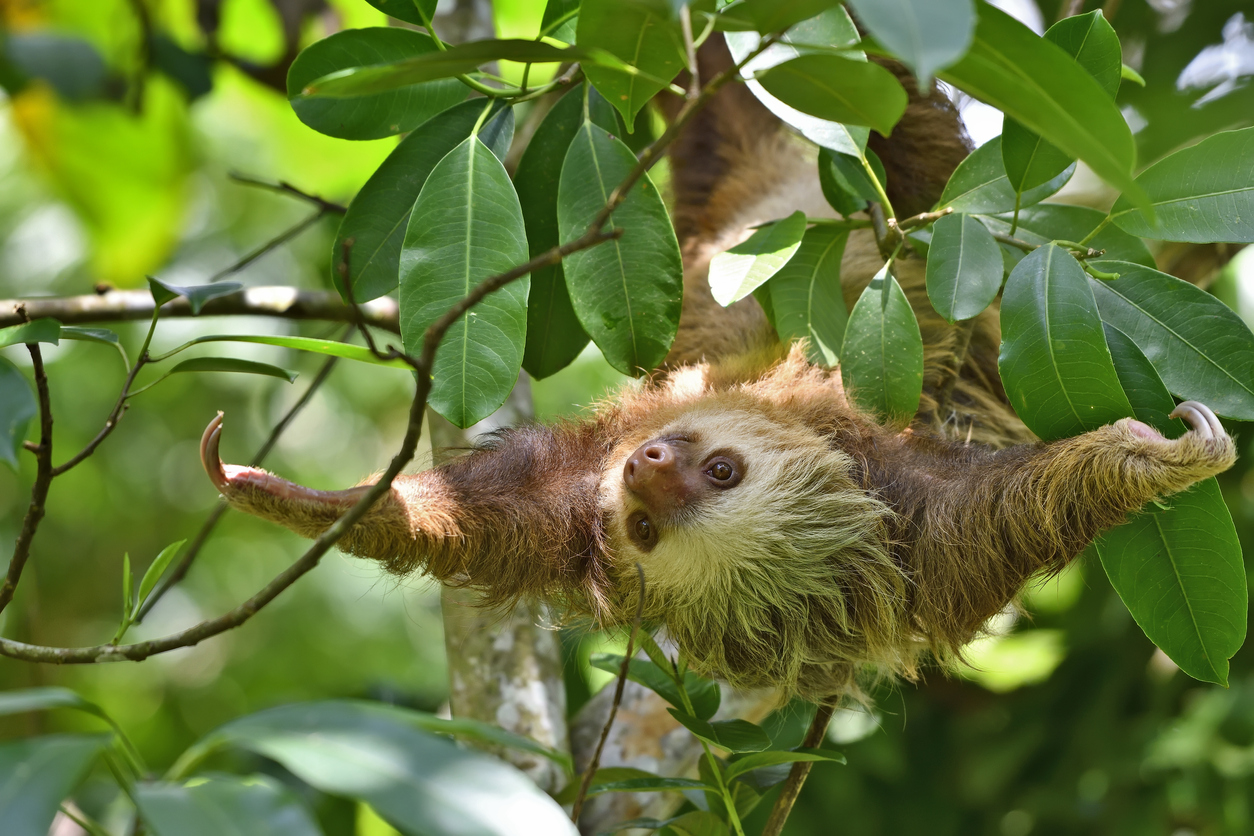 A sloth in a tree, illustrating the importance of laziness and procrastination in PR