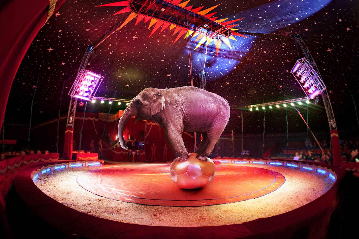 Circus elephant balancing on the ball in circus. Cirque du Soleil wants to connect more with Gen Z.