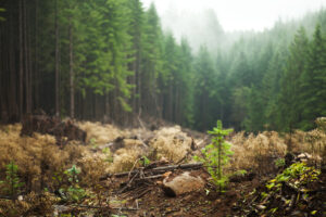 The Daily Scoop: P&G quietly drops forest degradation ESG pledge