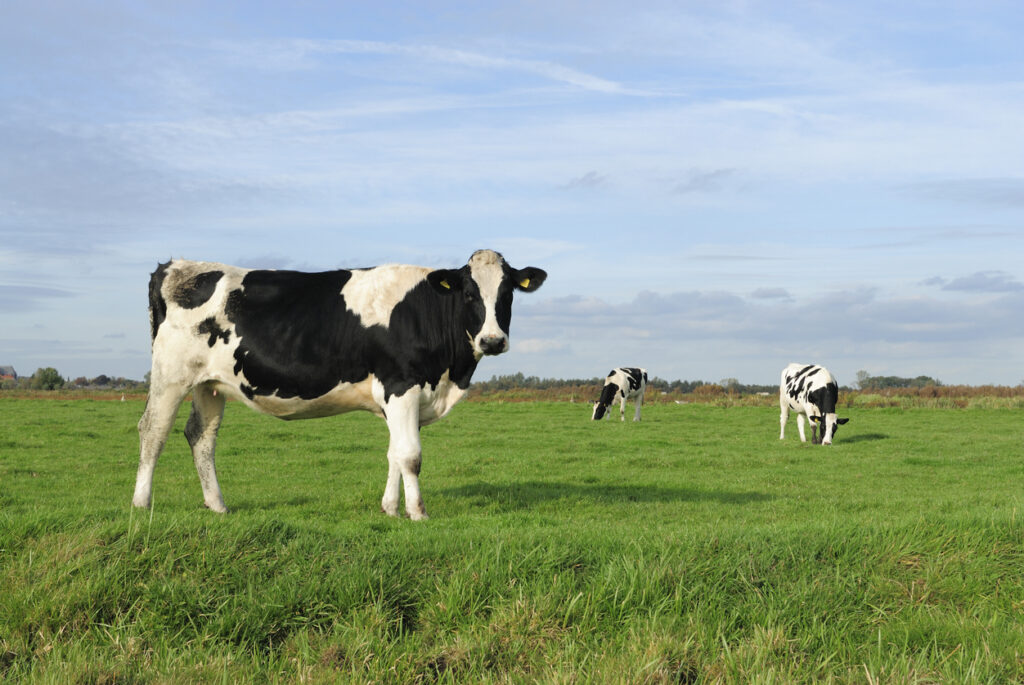 The Scoop: Beef sellers are making whopper claims to climate-anxious consumers